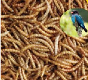Microwave dried mealworm for birds to sale in Switzerland